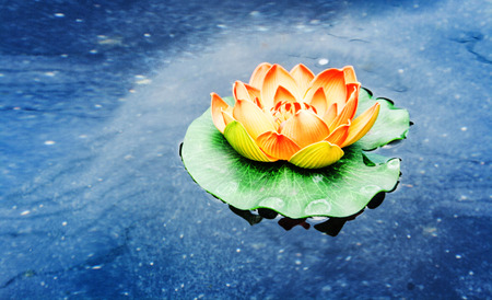 colorful artificial lotus in day light on the dark water の写真素材