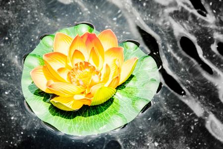 colorful artificial lotus in day light on the dark water の写真素材