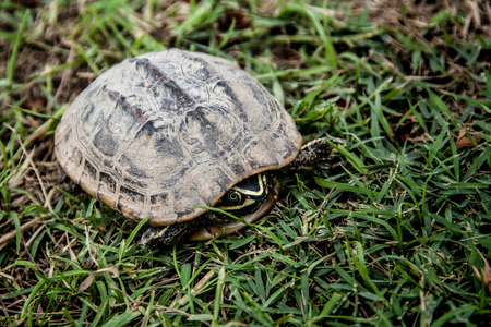 snap turtle on the green grassの写真素材