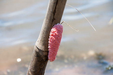 close up Golden Apple Snail at dry bambooの写真素材
