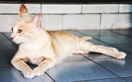 close up head golden cat sit on the floorの写真素材