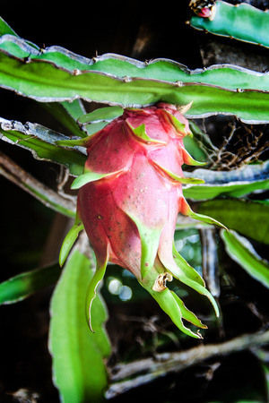 close up fresh pink fragon fruit on the treeの写真素材