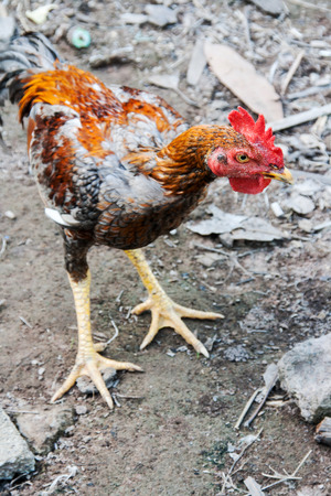 close up head of chicken walk on blurry groundの写真素材