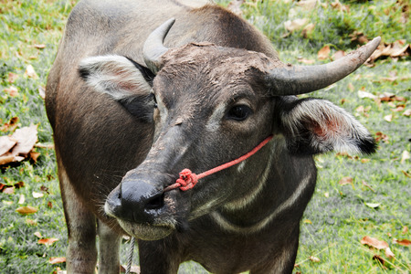 close up face of buffalo in potrait on feild