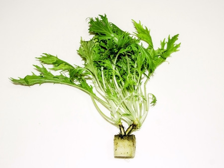 fresh wild rocket hydroponic on white backgroundの写真素材