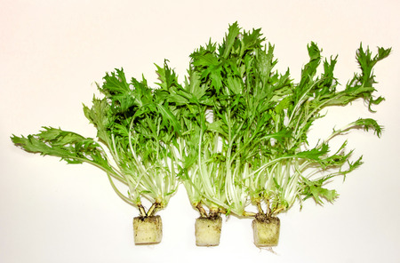 fresh rocket leaves on white backgroundの写真素材