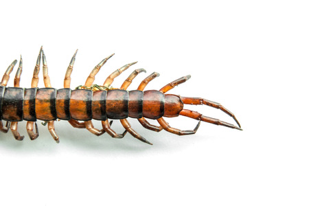 close up tail of die centipede Ethmostigmus rubripes isolateの写真素材