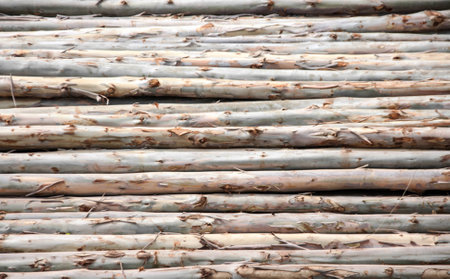 eucalyptus log texture outdoor for backgroundの写真素材
