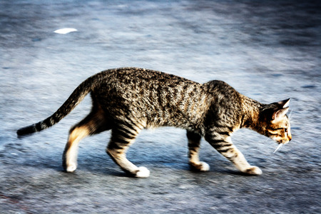 moving blurry cat walking on the cement