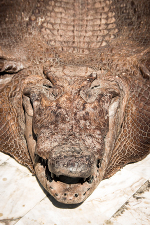 close up head crocodile leather on outdoor for dryingの写真素材