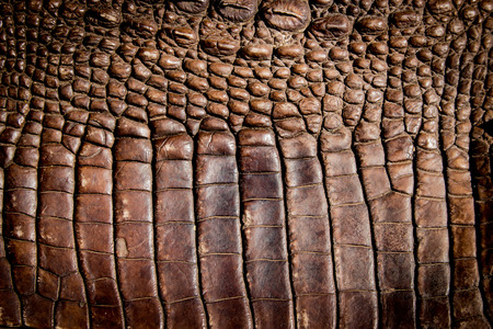 close up crocodile leather texture backgroundの写真素材