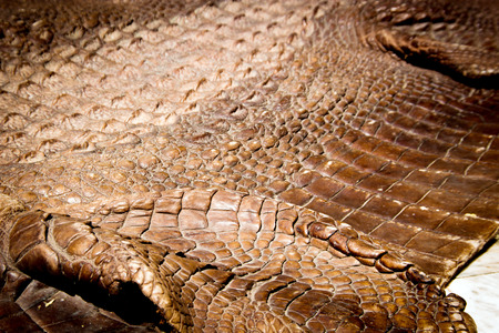 close up crocodile leather on outdoor for drying