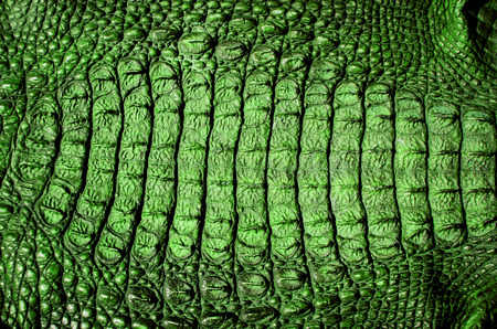 close up crocodile leather texture background in greenの写真素材