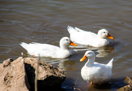 white duck in pond at zooの写真素材