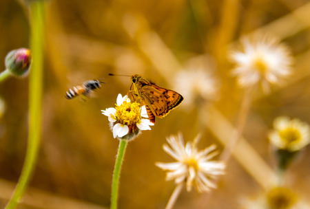 close up butterfly on daisyの写真素材