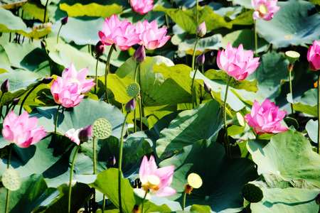 pink lotus on pond landscape Thailandの写真素材