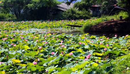 pink lotus and wood boat on pond landscape Thailandの写真素材