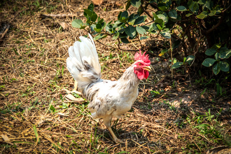 close up white fither chicken on farmの写真素材