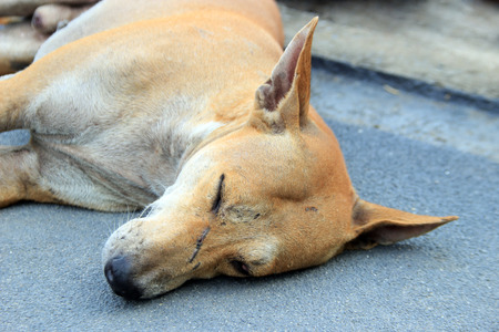 close up face of stray dog sleep on groundの写真素材