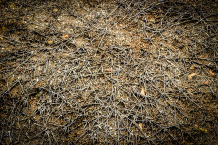 blur dry root on ground for backgroundの写真素材