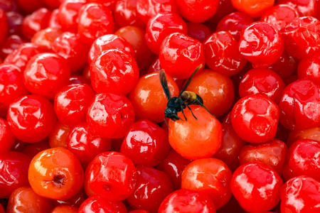 bee on sweet red cherryの写真素材
