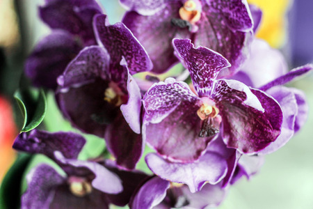 close up purple orchid flowers in garden