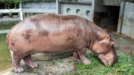 hippopotamus eating green grass at zooの写真素材