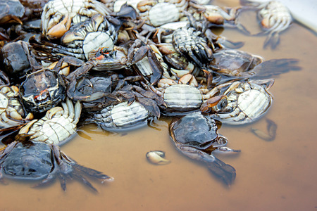 close up die crab in fish sauce street food Thailandの写真素材
