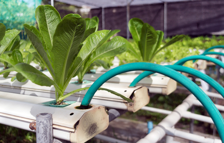 close up Plants growing in Hydroponic gardenの写真素材