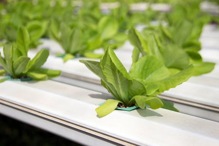 close up green vegetable in plastic pipe of hydroponic conceptの写真素材