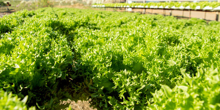 close up vegetable in garden hydroponic outdoor