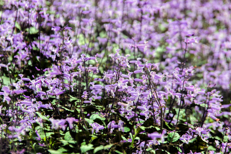 purple Petrea Flowers in gaden for backgroundの写真素材