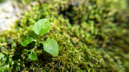 macro shot green new born leaf on moss backgroundの写真素材