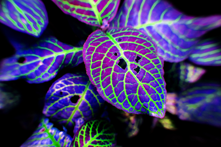 focus pupple forestplant avanthaceae leaf in dark for backgroundの写真素材