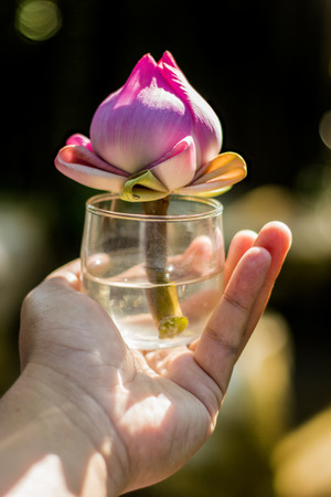 close up hand hole cut pink lotus in glass for praying in mornig lightの写真素材