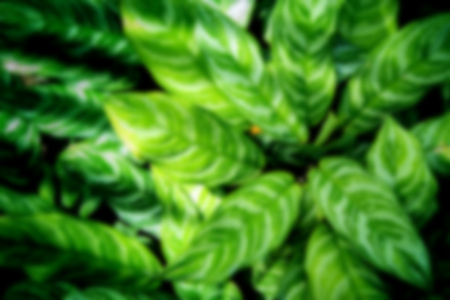 blur green leaf for natural background concept