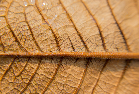 macro shot of brown leaf for background