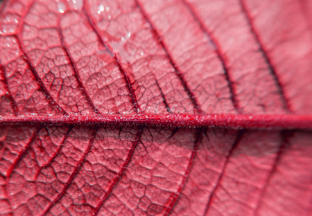 macro shot of red leaf for backgroundの写真素材