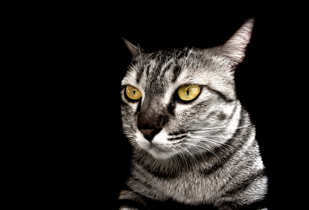 close up yellow gold cat eyes and face on black isolate background and copy spaceの写真素材