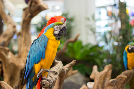 close up blue parrot sleeping with one leg on banch of dead wood