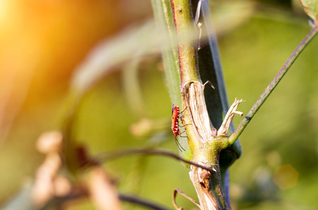 close up red insect on branch of tree