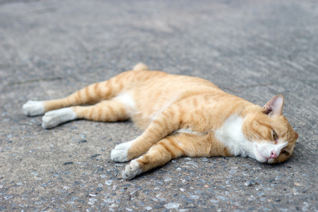 closeup stray cat sleep like die on cement ground