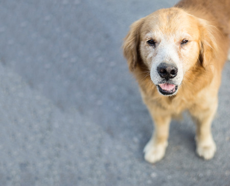 close up face of dog in morning lightの写真素材
