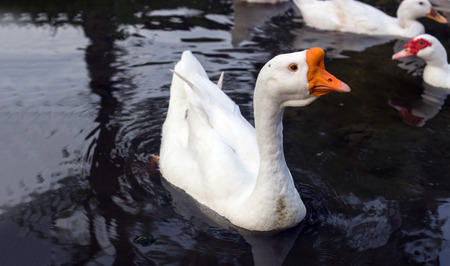 close up Duck, Goose, Swan, Teal swimming on pond waterの写真素材