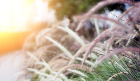 close up long tail of grass flower and blur garden for backgroundの写真素材