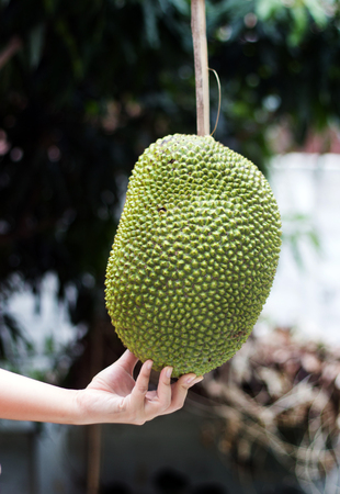 big jack fruit on hand in agricuture fieldの写真素材