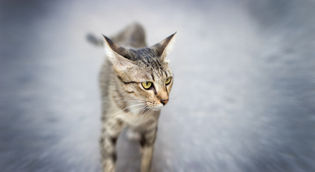 close up predator animal instinc eye of stray cat with running shotの写真素材