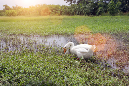 peaceful white swan animal walk on pond natural landscape summer season show rural agriculture lifestyleの写真素材