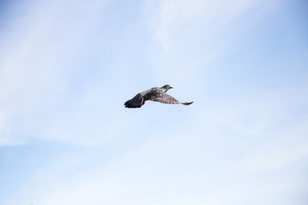 close up pegion flying on clear skyの写真素材