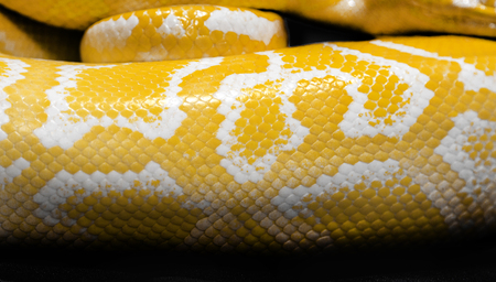 close up python snake skin for backgroundの写真素材